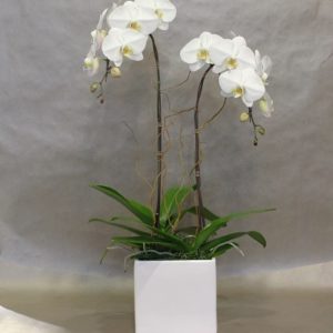 Square jar with tall white flowers