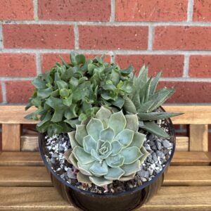 Modern Trio – Succulent Garden in Black Glass Bowl - Image 2
