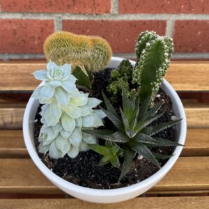Desert Gems – Succulent & Cactus Garden in White Ceramic Bowl - Image 2