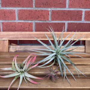Air Plant