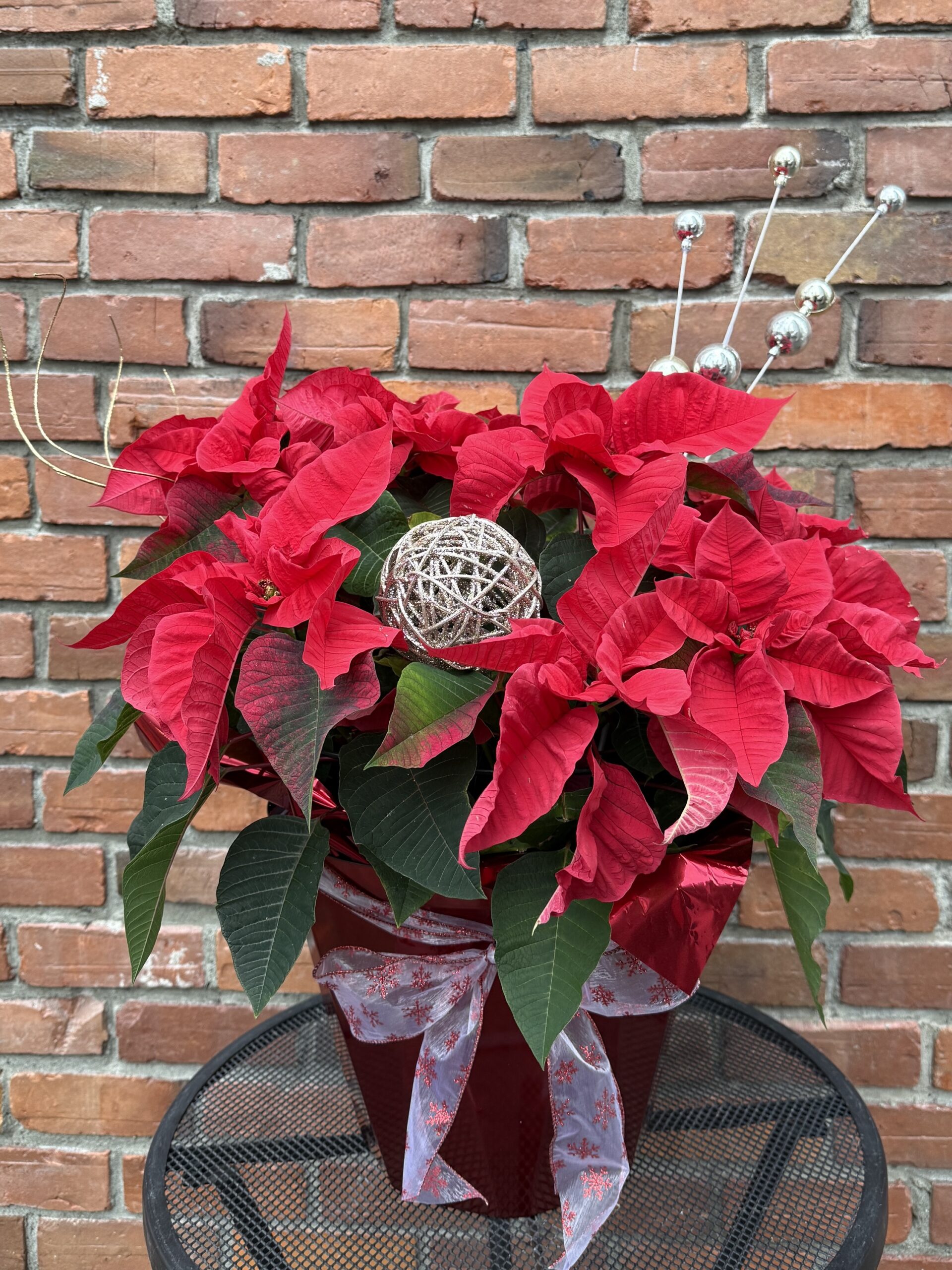Poinsettia