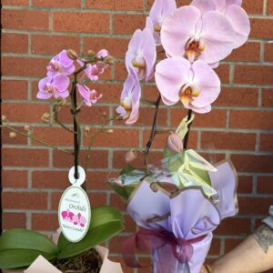 Orchid Blooms