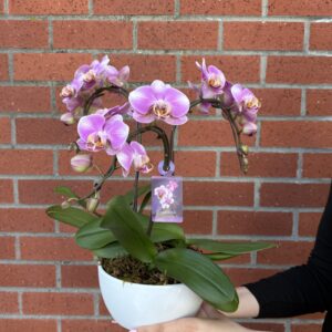 Orchid Arrangement