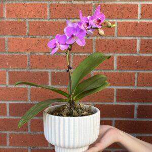 Single Orchid Arrangement